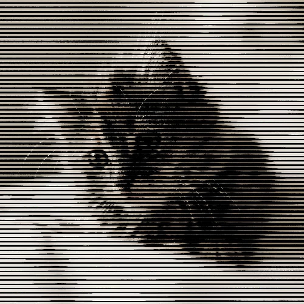 Halftone Cat - image 5 - student project