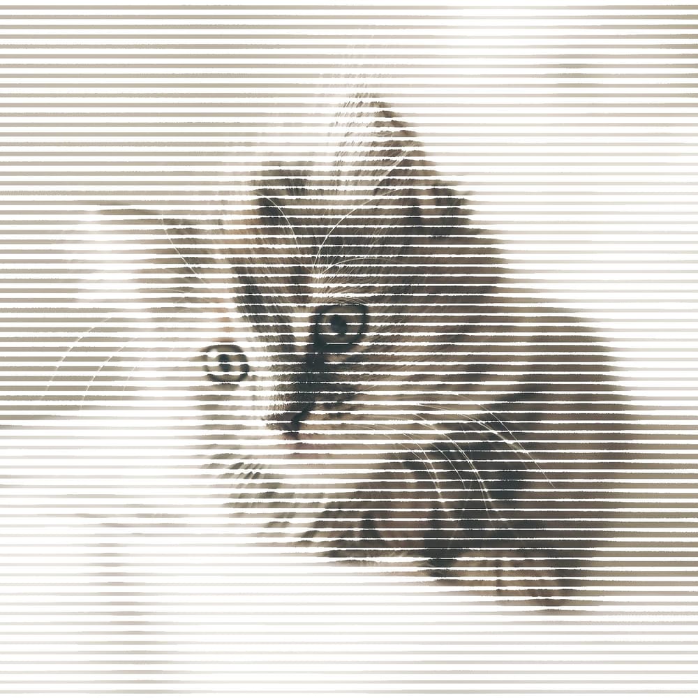 Halftone Cat - image 4 - student project