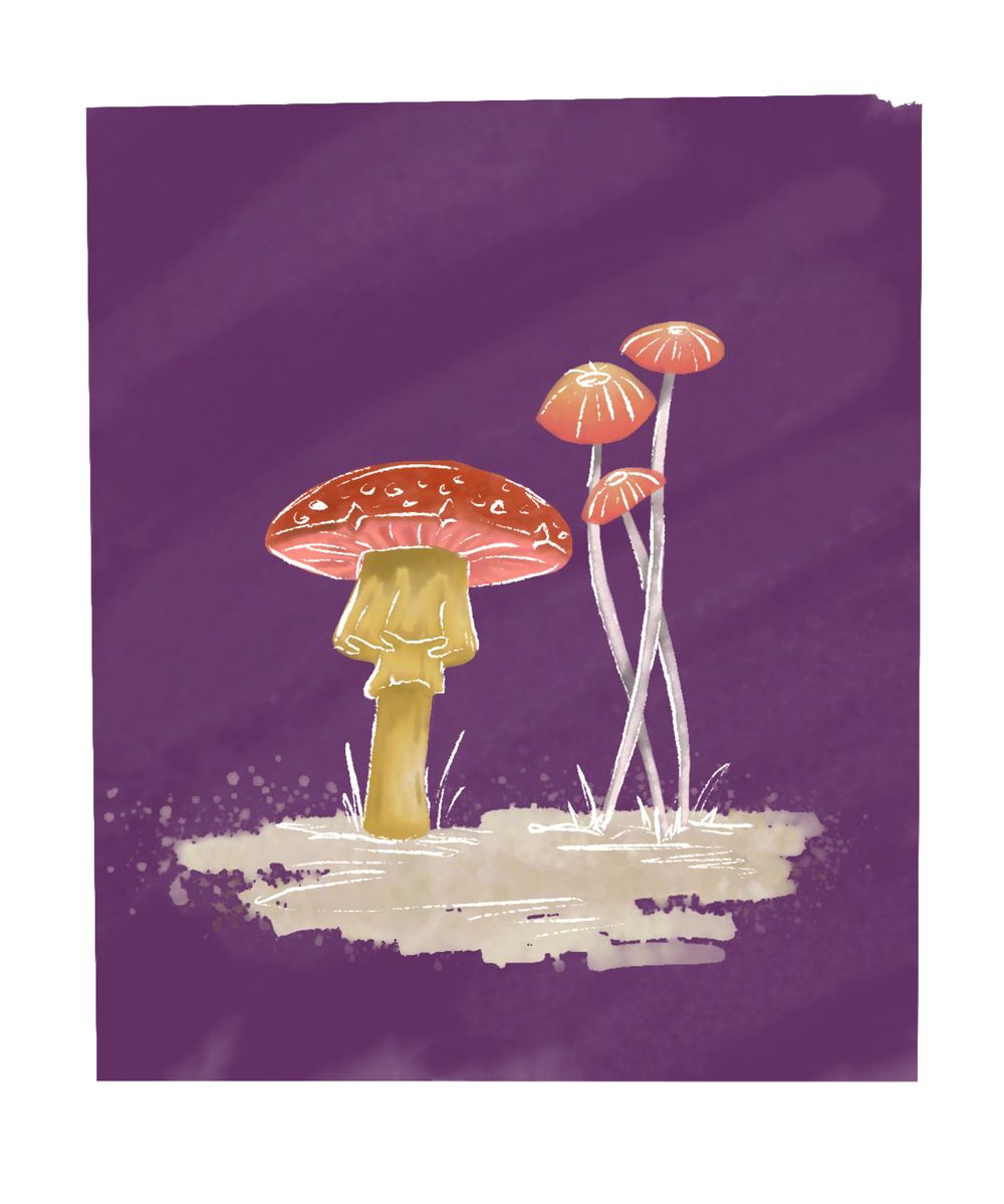 My Mushrooms - image 2 - student project