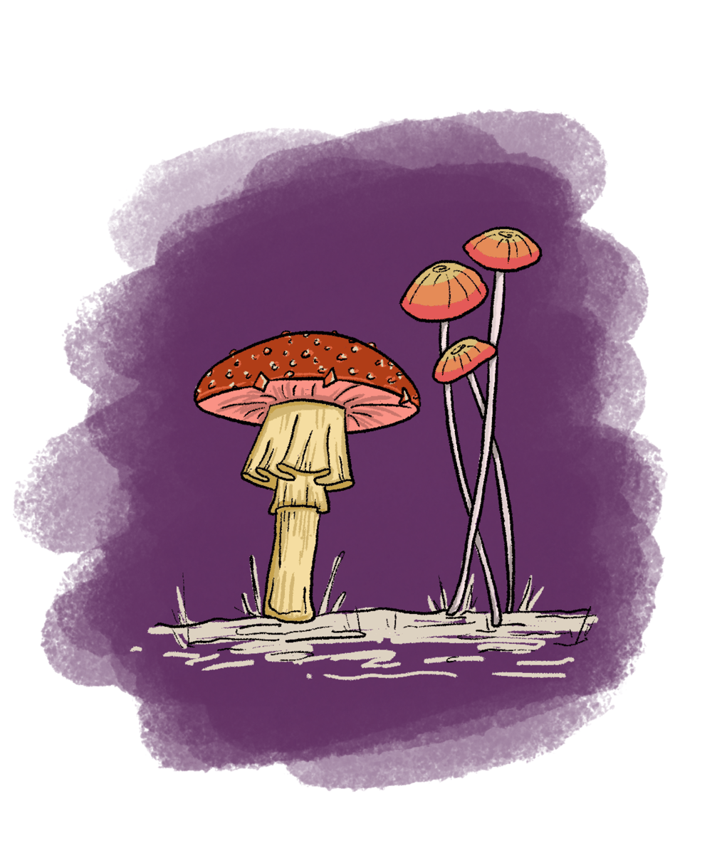 My Mushrooms - image 3 - student project