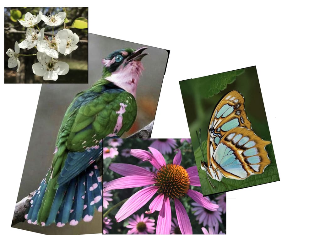 Birds, butterflies and flowers, oh my! - image 1 - student project