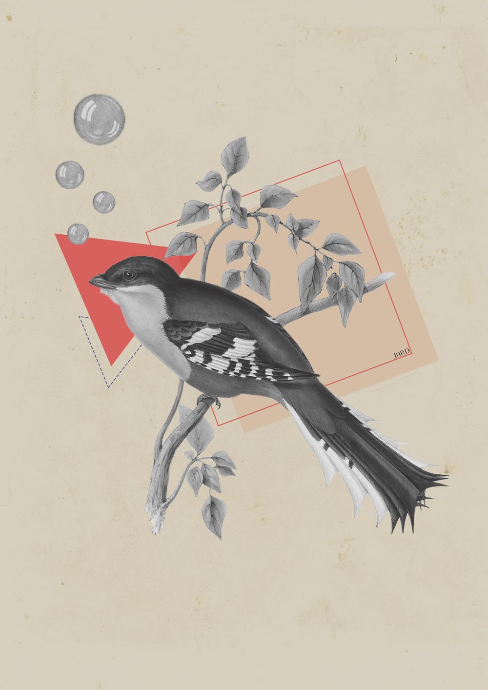 Vintage bird - image 1 - student project