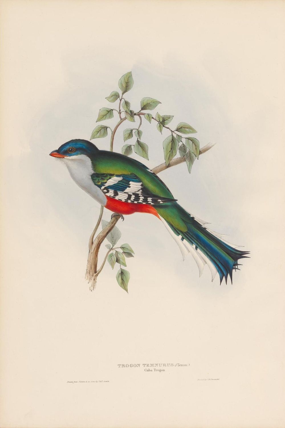 Vintage bird - image 4 - student project