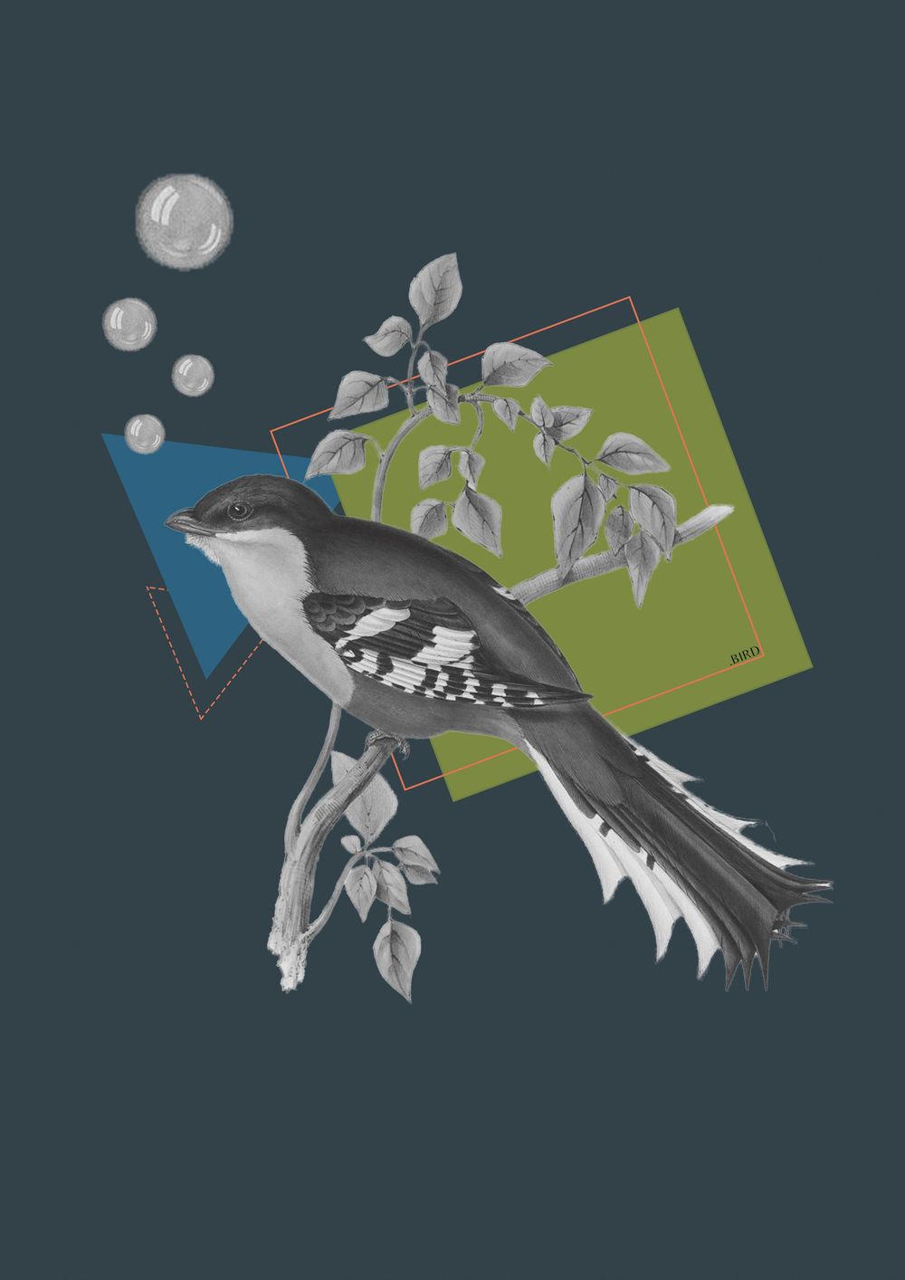 Vintage bird - image 2 - student project