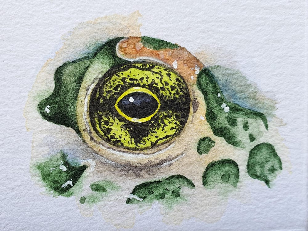 Animal Eyes | Ariana Iacono - image 5 - student project