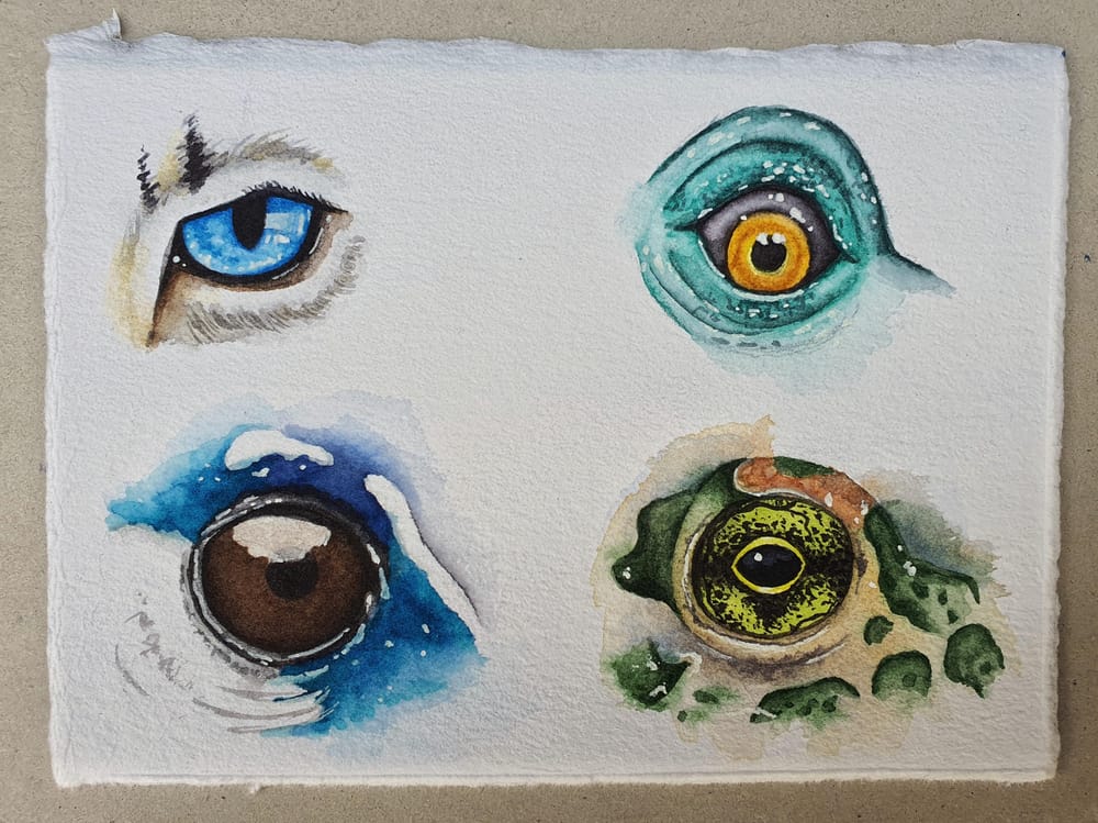 Animal Eyes | Ariana Iacono - image 6 - student project