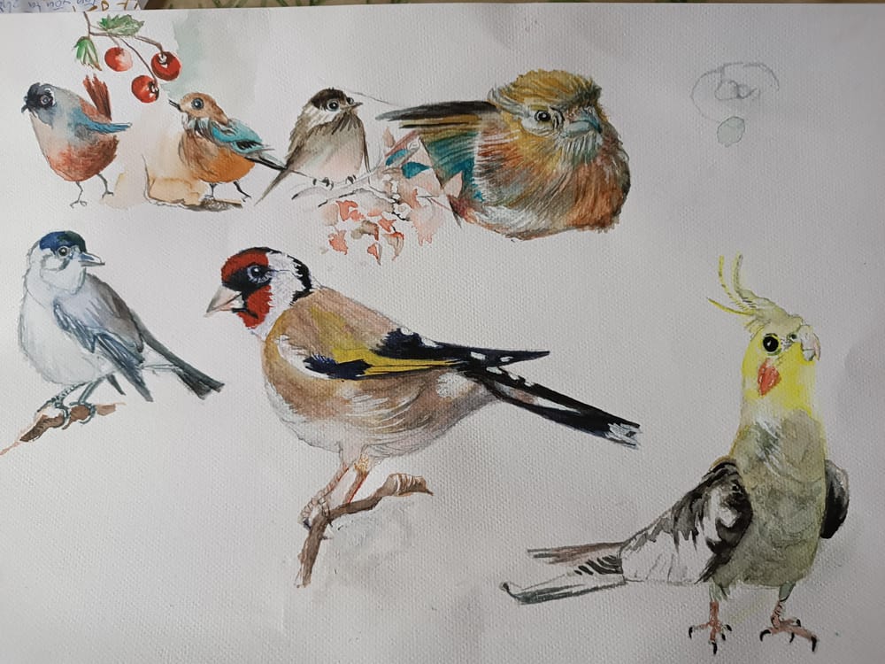Vogelskizzen - image 2 - student project
