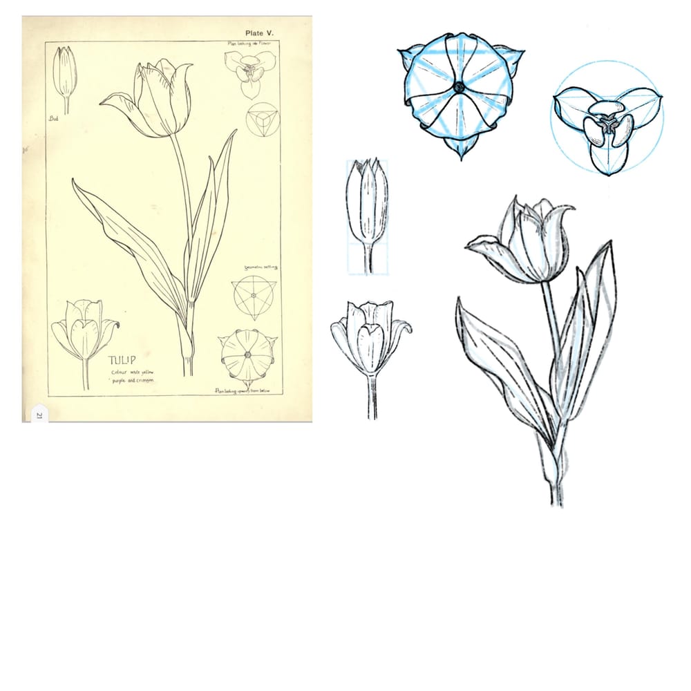 Art Nouveau Study - image 2 - student project