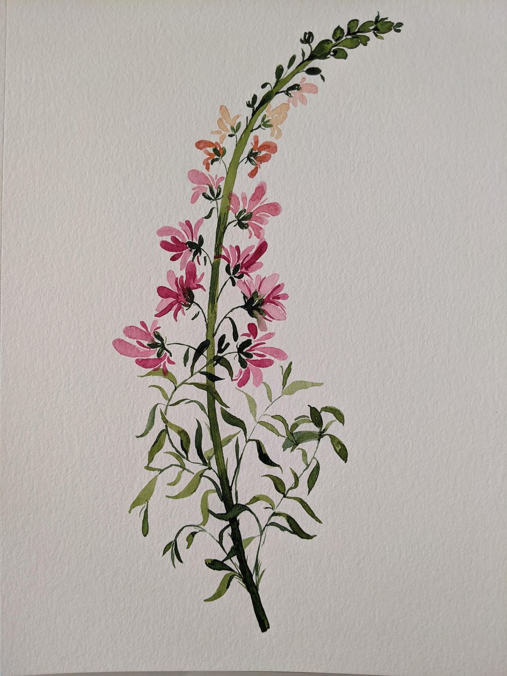 Loose Snapdragon - image 1 - student project