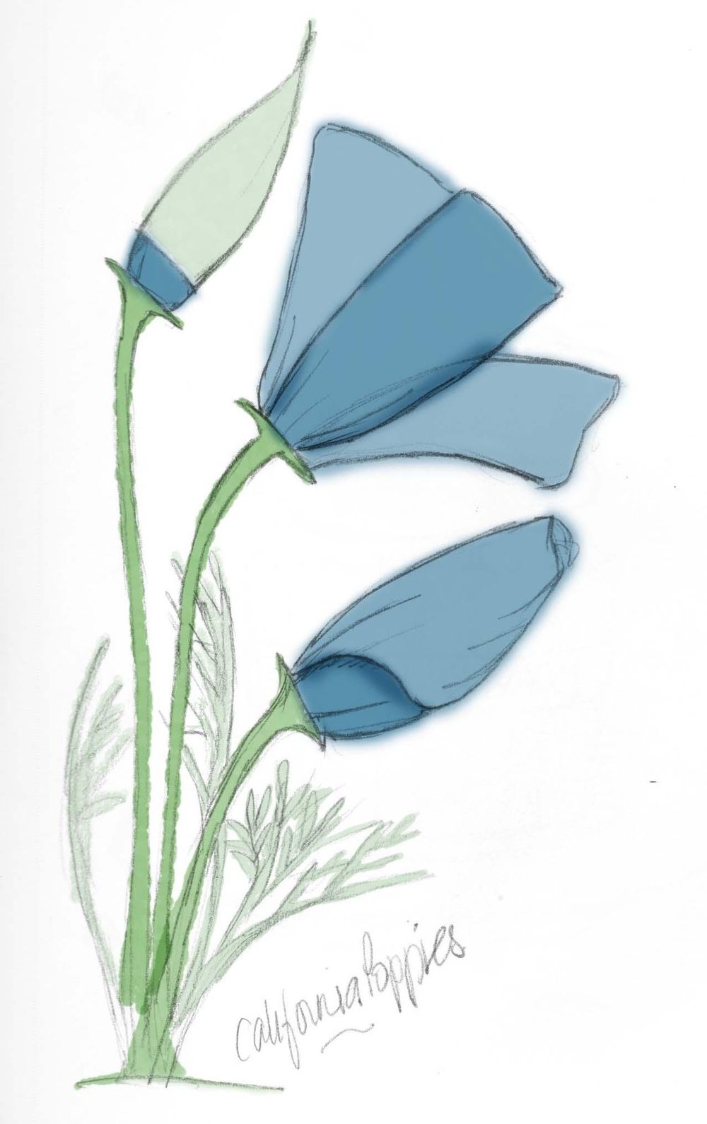 Poppies - image 2 - student project