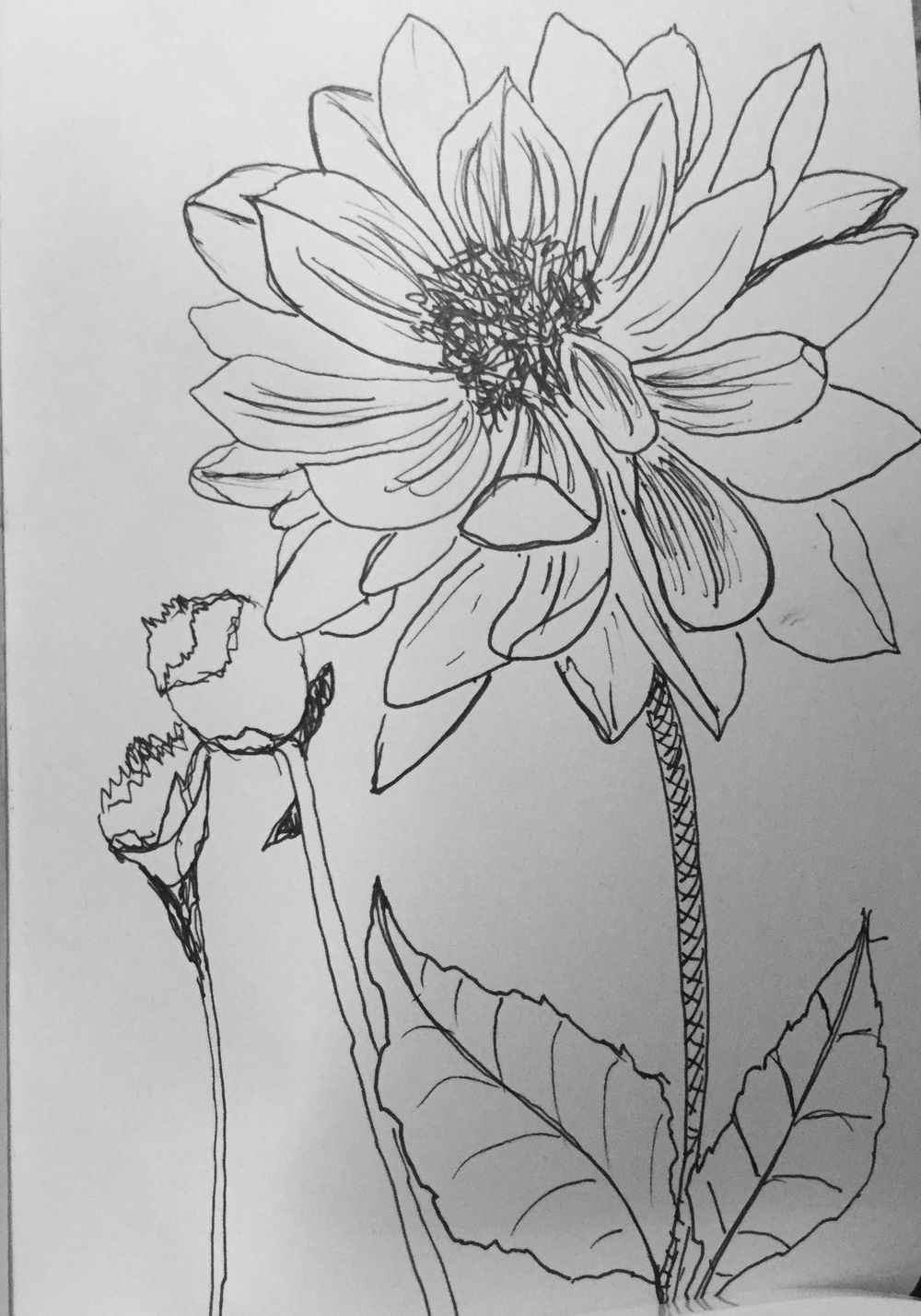 Sketch Project Challenge: Day 7 (of 7) From a Drawing Prompt from Daily Drawing Challenge - image 4 - student project