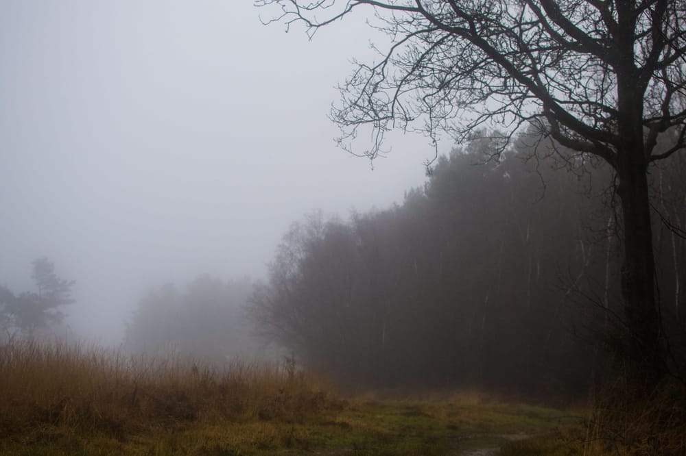 Misty Forest  - image 1 - student project