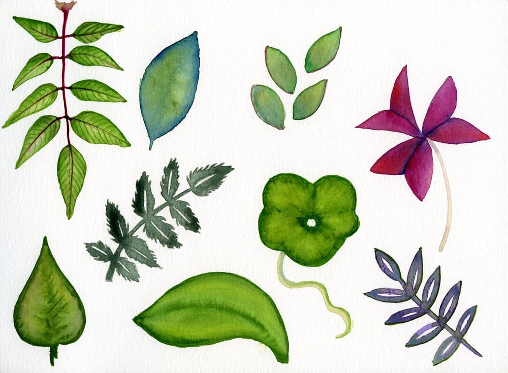 some leaves - image 1 - student project