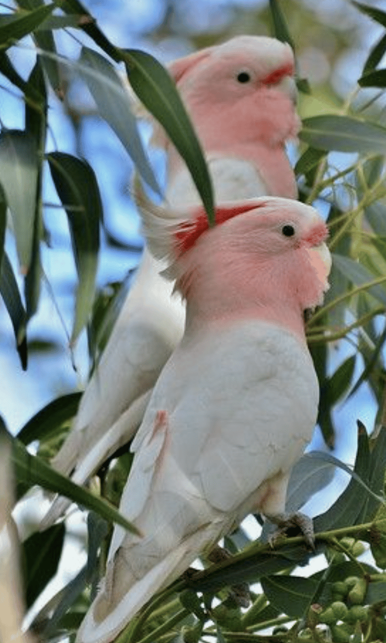 Cockatoos - image 2 - student project