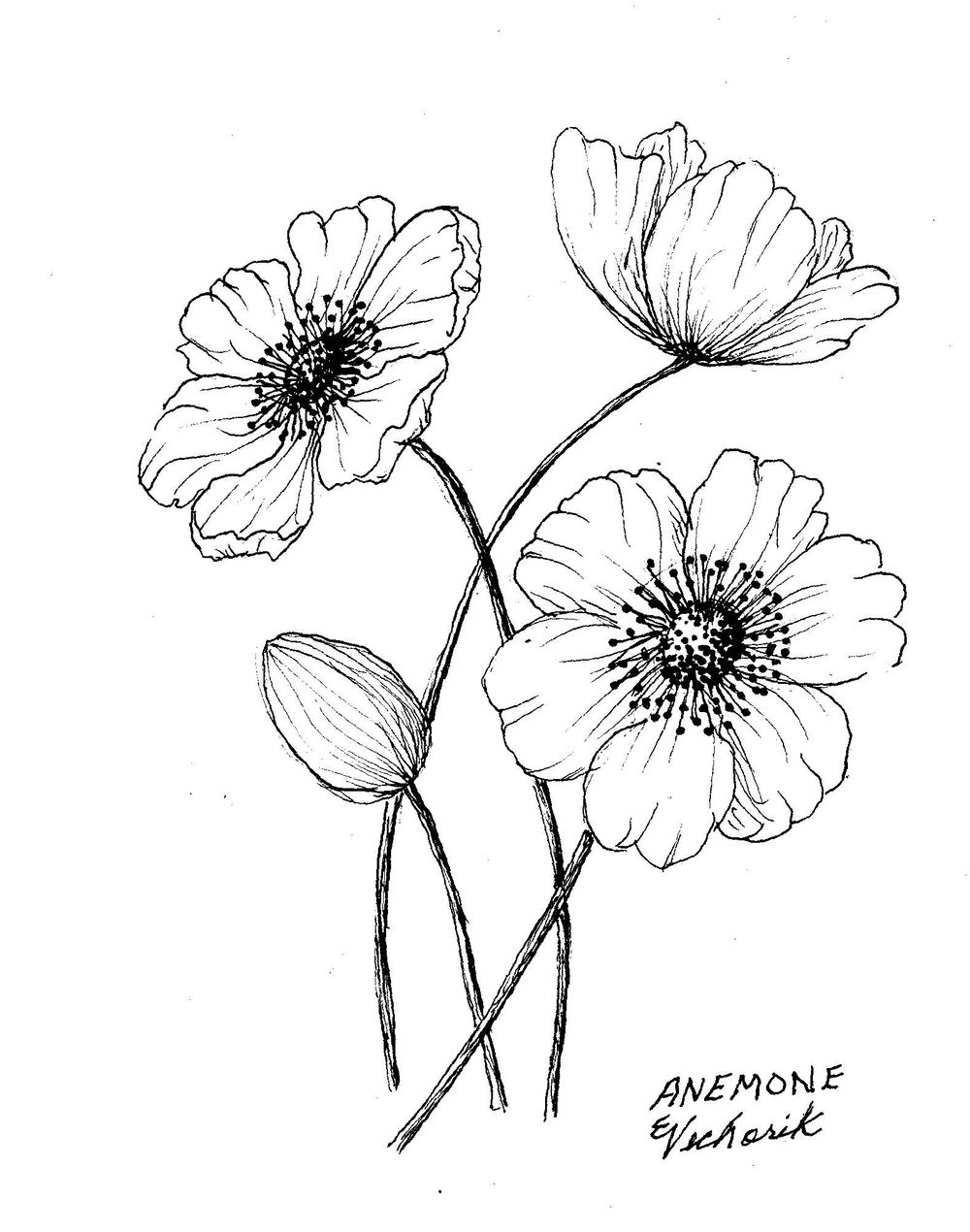 Flowers Pen Ink - image 1 - student project