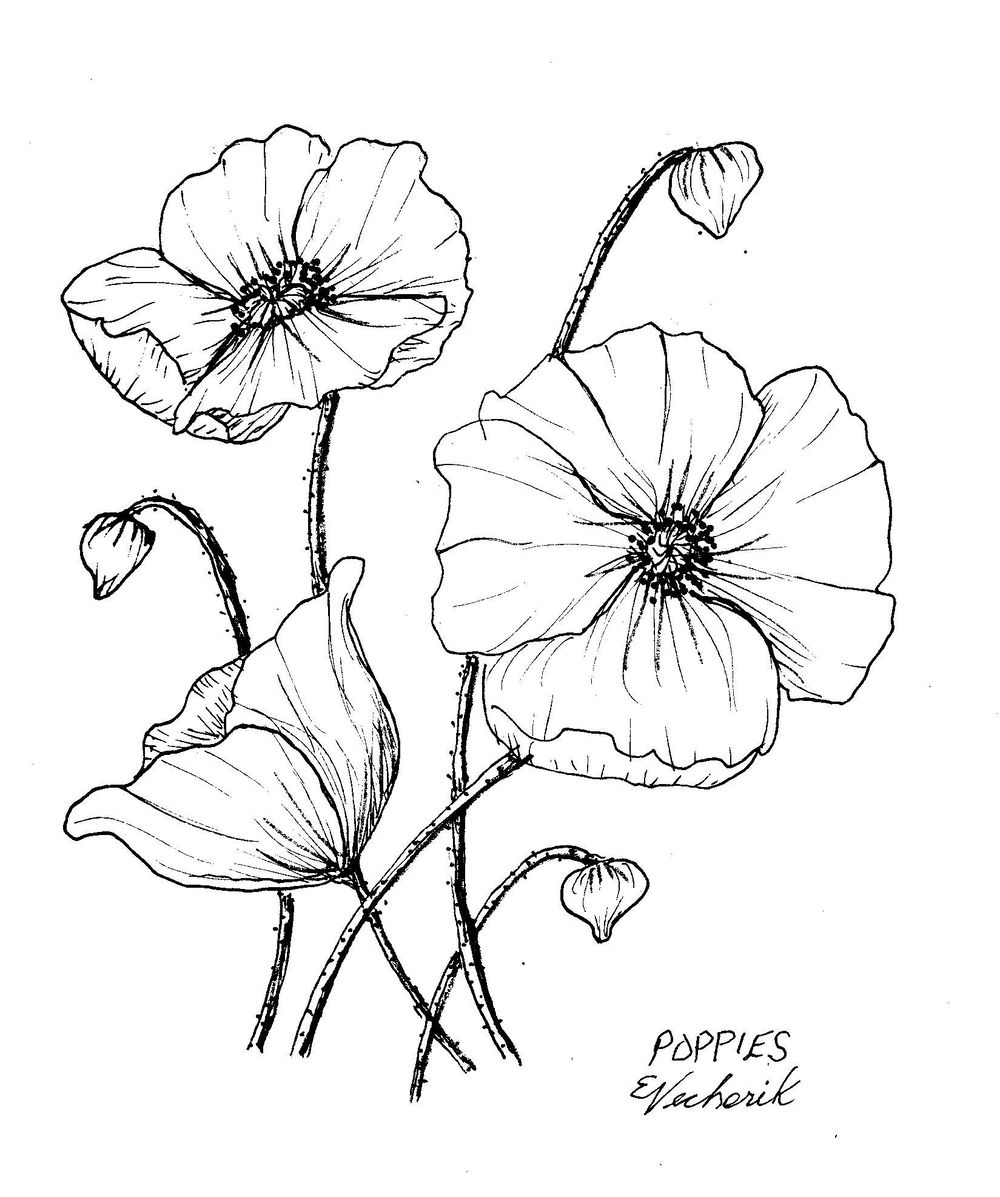 Flowers Pen Ink - image 5 - student project