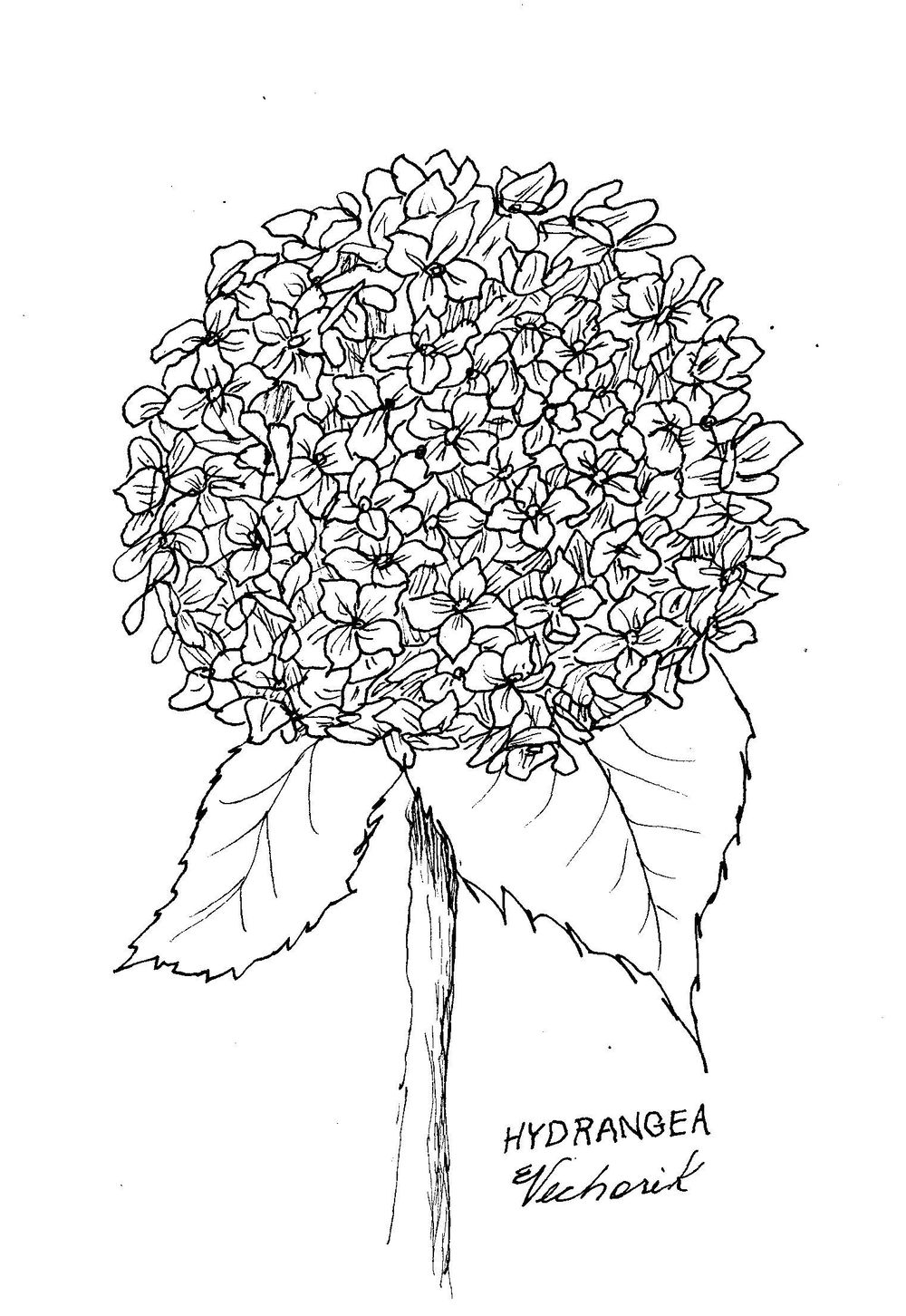 Flowers Pen Ink - image 6 - student project