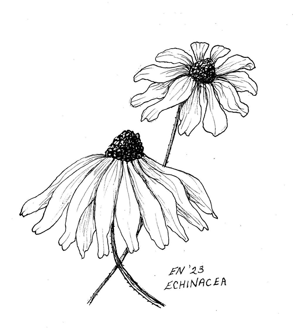 Flowers Pen Ink - image 2 - student project