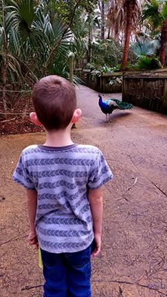 A Day at the Zoo - image 5 - student project