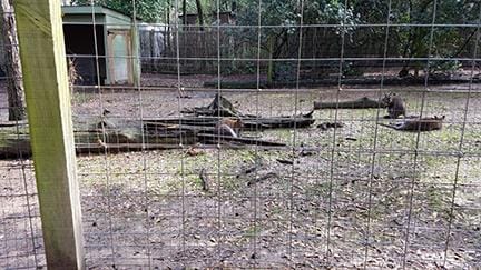 A Day at the Zoo - image 8 - student project