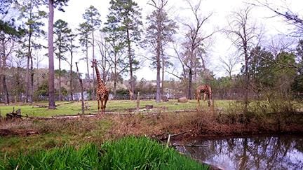 A Day at the Zoo - image 6 - student project