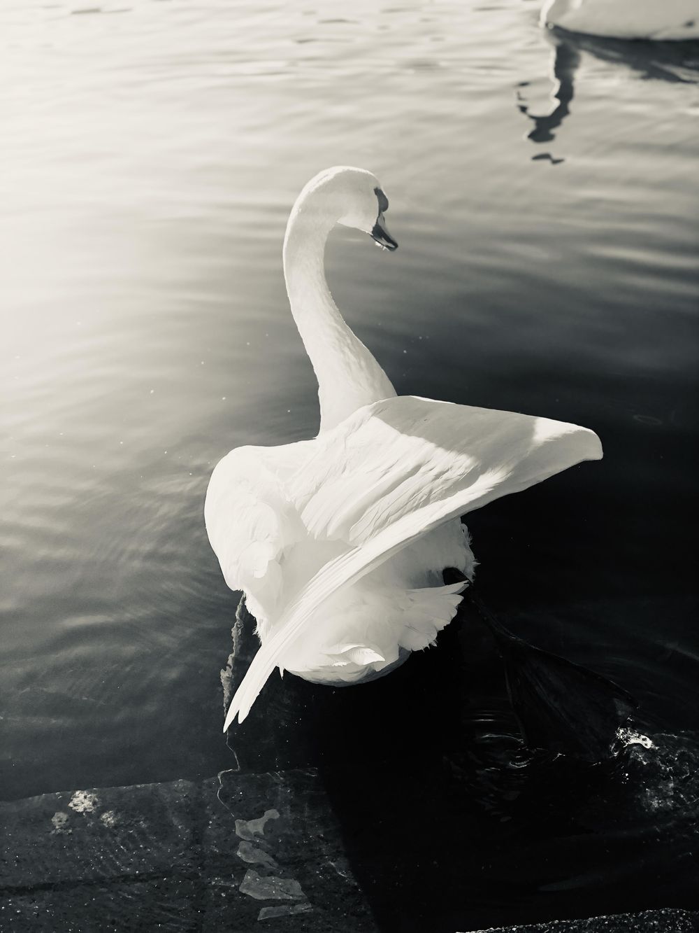 iPhone Pics - image 18 - student project