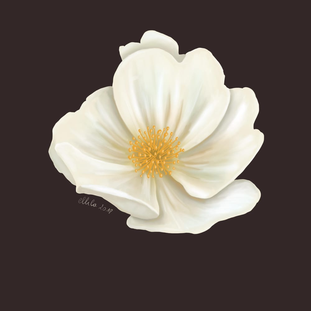 Botanical style - image 3 - student project