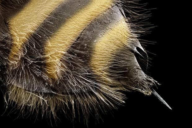 Honey bees only sting once - image 6 - student project
