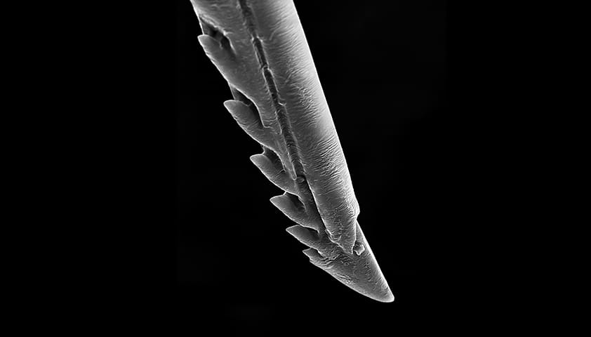 Honey bees only sting once - image 7 - student project