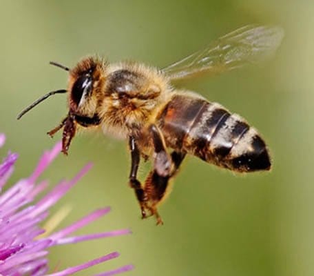 Honey bees only sting once - image 3 - student project