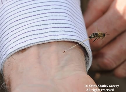 Honey bees only sting once - image 4 - student project