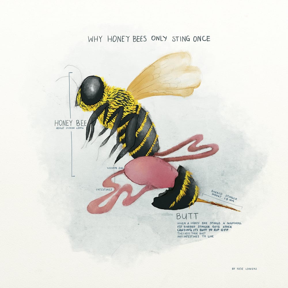 Honey bees only sting once - image 1 - student project
