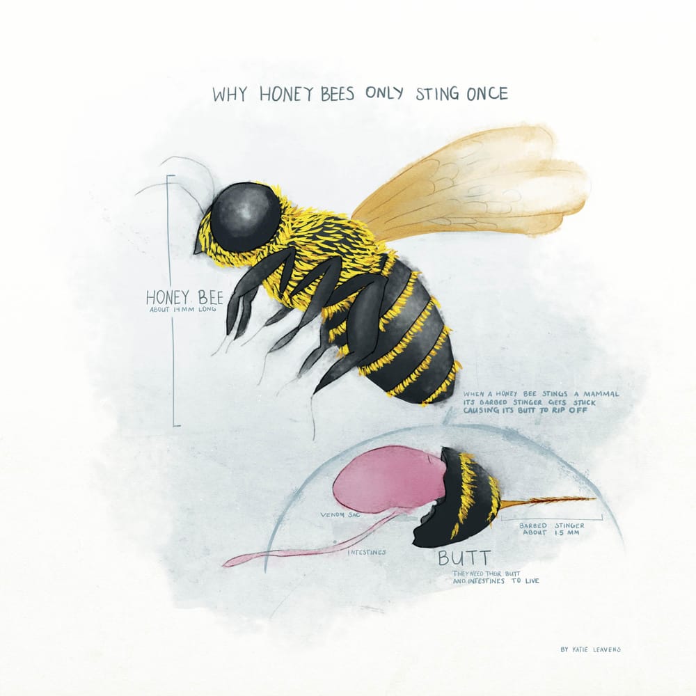 Honey bees only sting once - image 2 - student project
