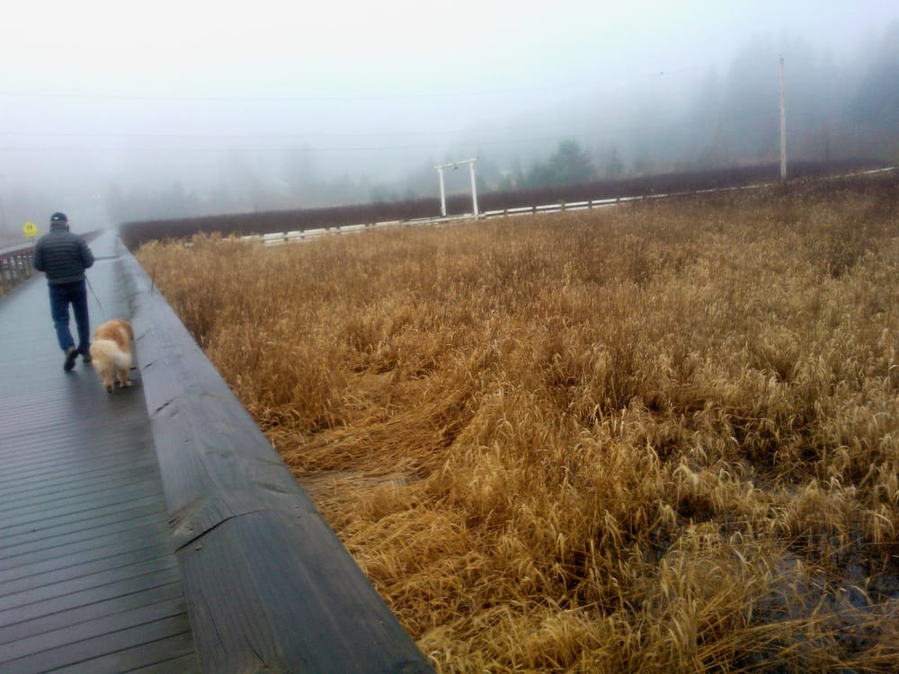 Ginger's Daily Walk - Adventures of a Golden Retriever in Pacific NW Suburbia - image 17 - student project