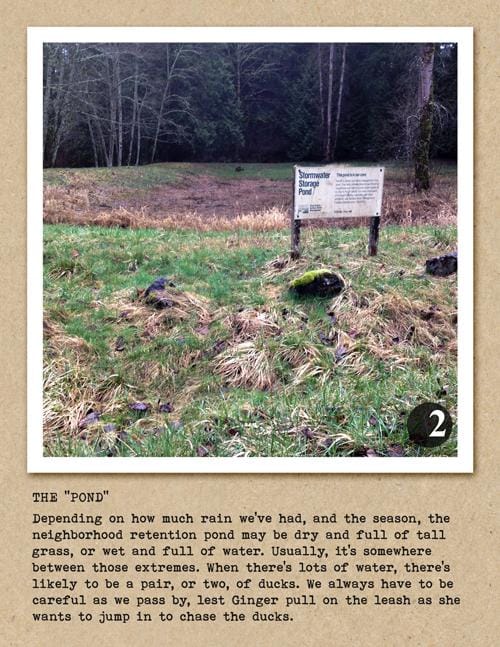 Ginger's Daily Walk - Adventures of a Golden Retriever in Pacific NW Suburbia - image 9 - student project