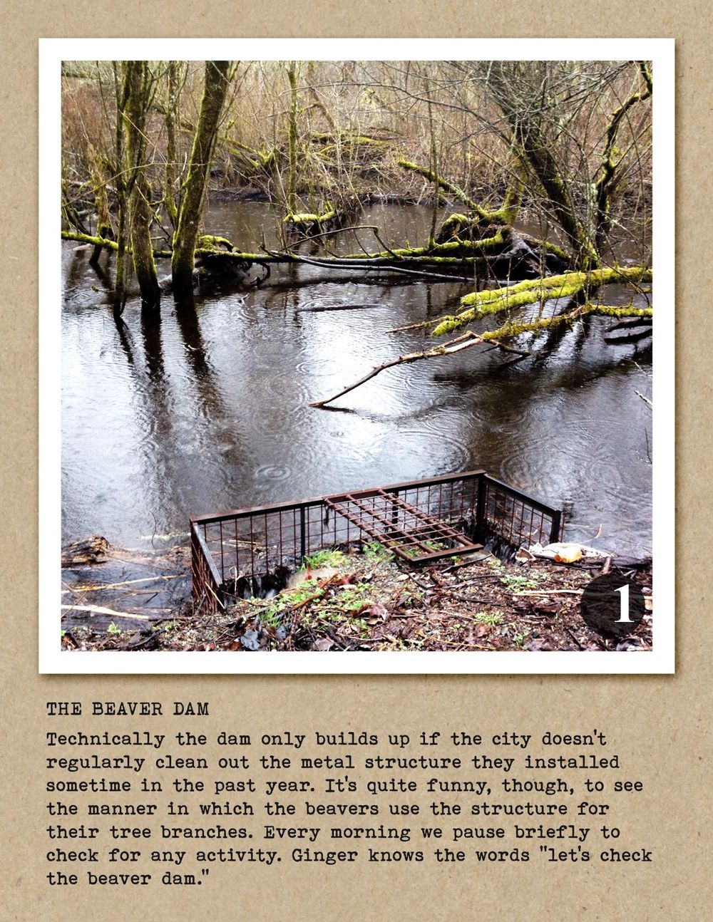 Ginger's Daily Walk - Adventures of a Golden Retriever in Pacific NW Suburbia - image 12 - student project