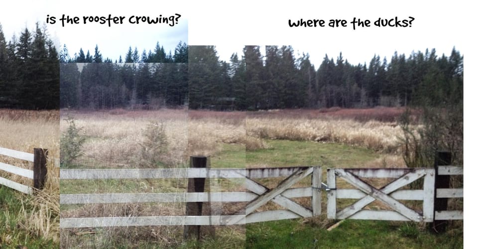 Ginger's Daily Walk - Adventures of a Golden Retriever in Pacific NW Suburbia - image 3 - student project