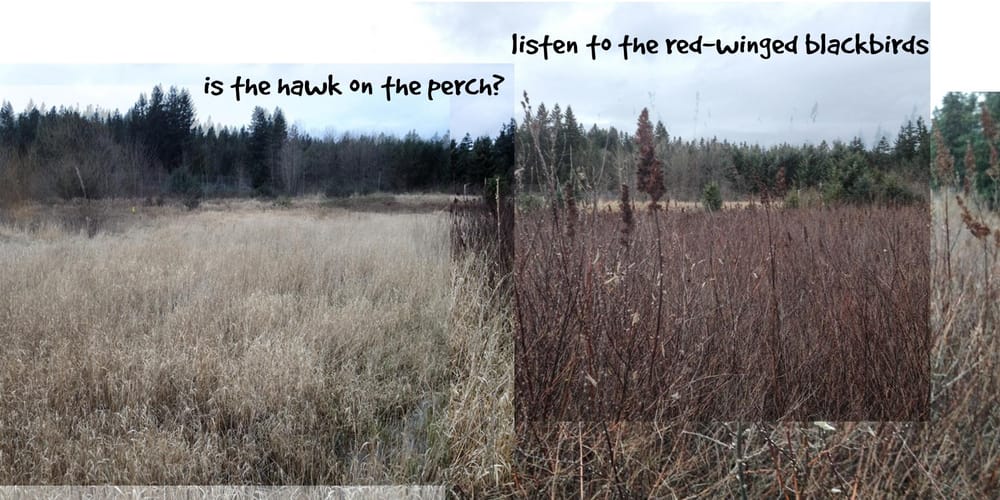 Ginger's Daily Walk - Adventures of a Golden Retriever in Pacific NW Suburbia - image 1 - student project