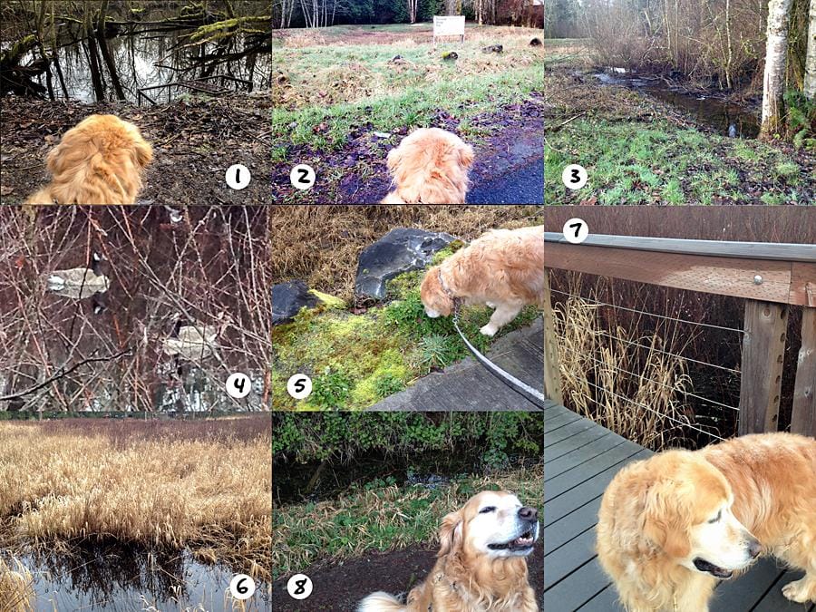 Ginger's Daily Walk - Adventures of a Golden Retriever in Pacific NW Suburbia - image 14 - student project