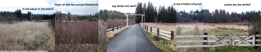 Ginger's Daily Walk - Adventures of a Golden Retriever in Pacific NW Suburbia - image 4 - student project