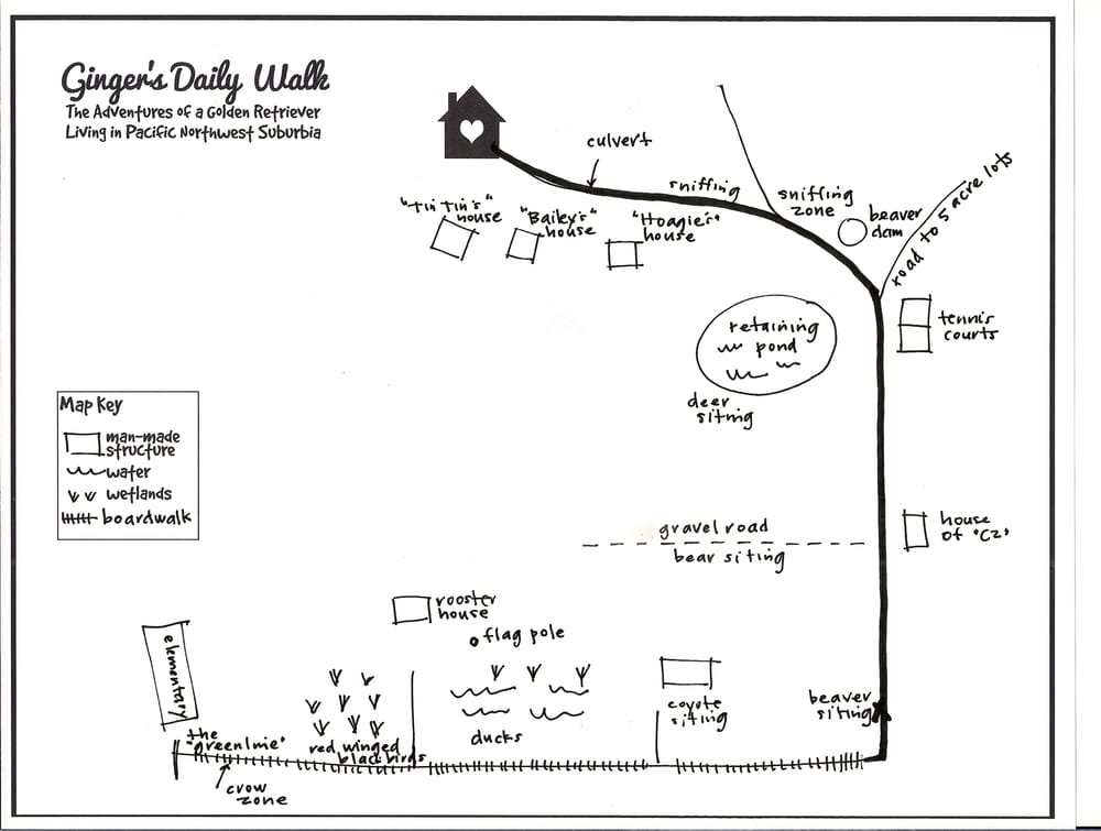 Ginger's Daily Walk - Adventures of a Golden Retriever in Pacific NW Suburbia - image 18 - student project