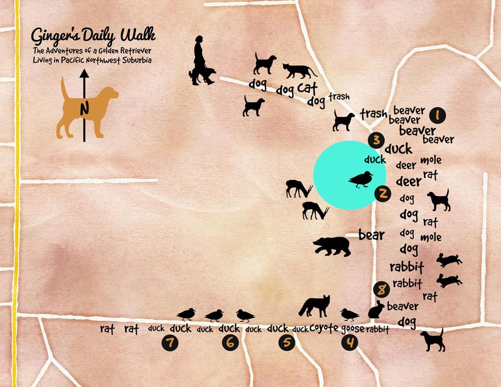 Ginger's Daily Walk - Adventures of a Golden Retriever in Pacific NW Suburbia - image 10 - student project