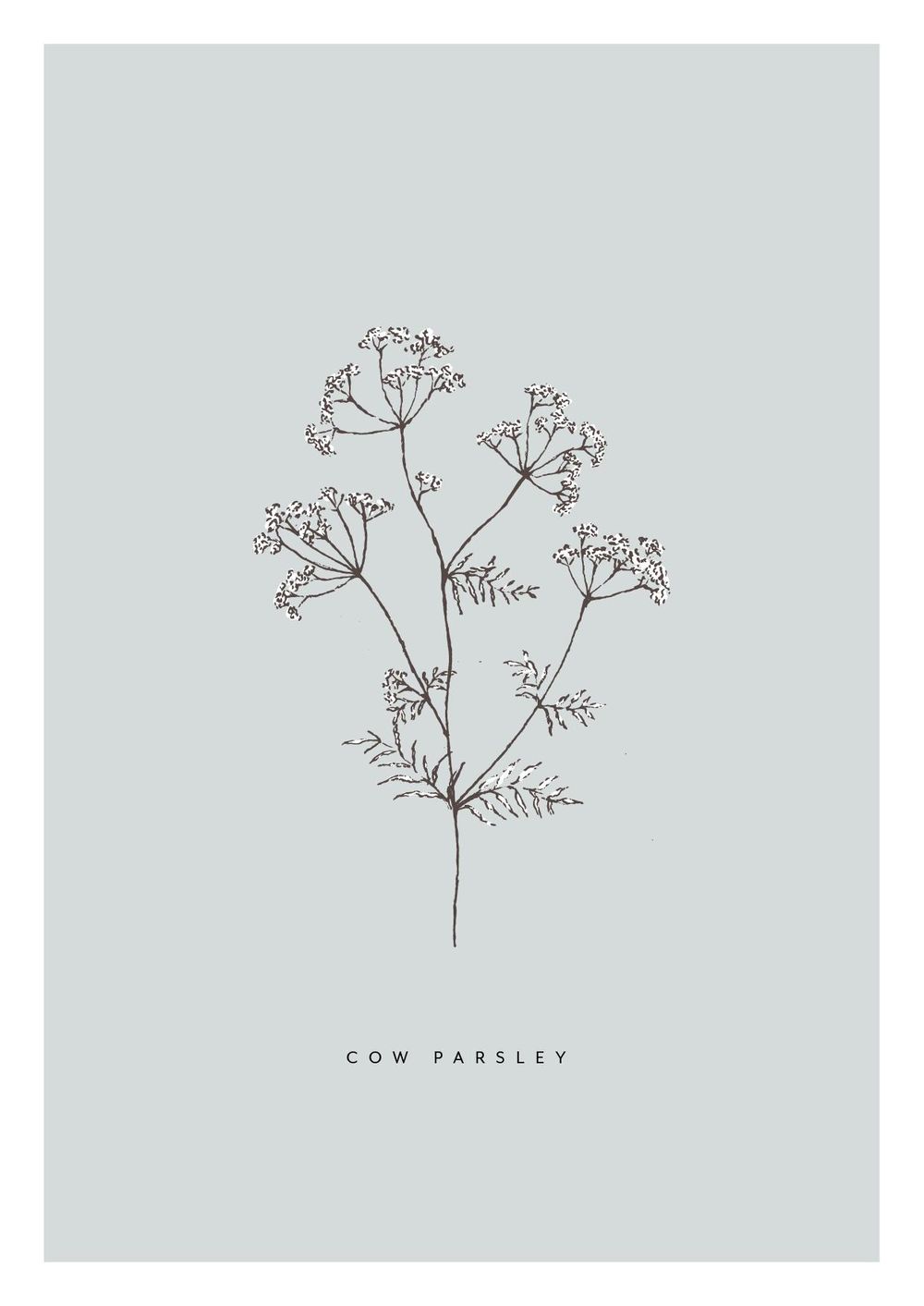 Pencil sketch botanicals - image 6 - student project