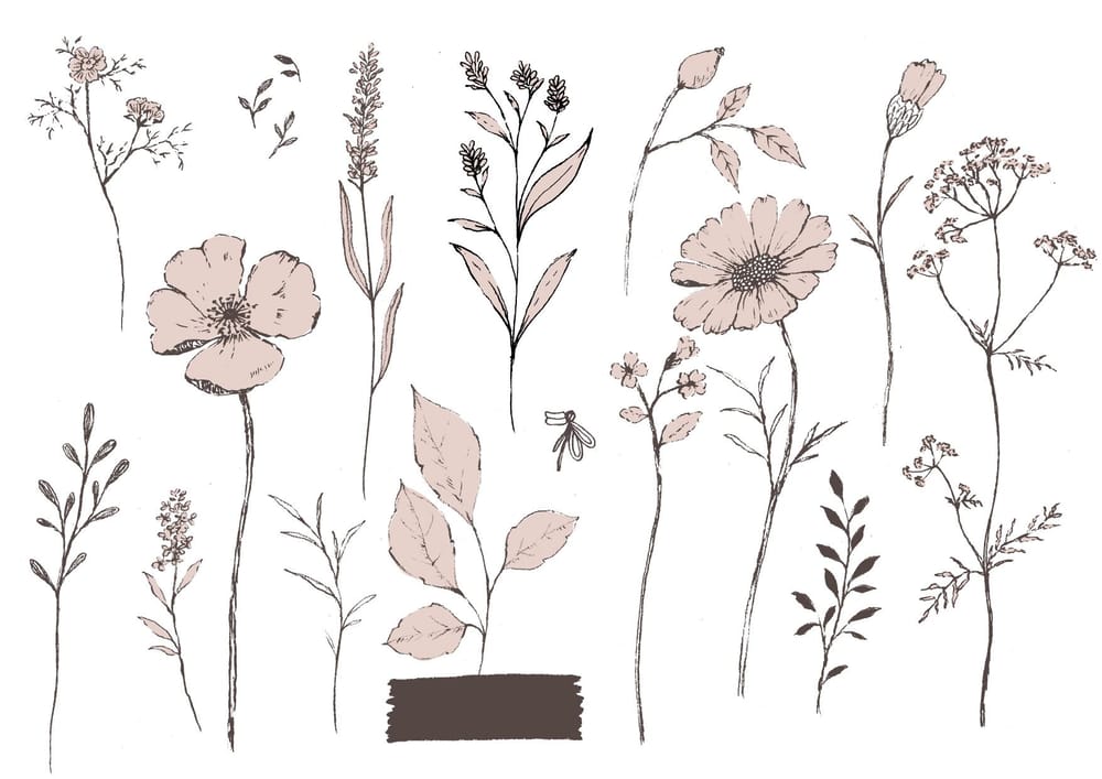 Pencil sketch botanicals - image 5 - student project