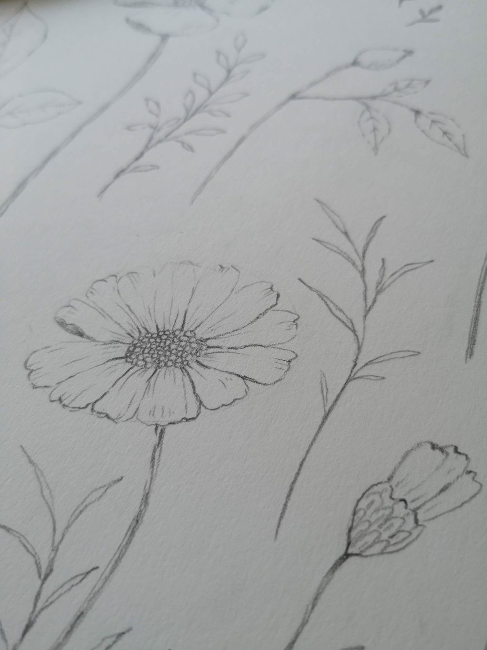 Pencil sketch botanicals - image 2 - student project