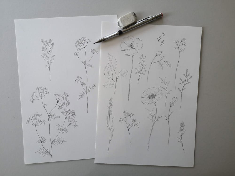 Pencil sketch botanicals - image 1 - student project
