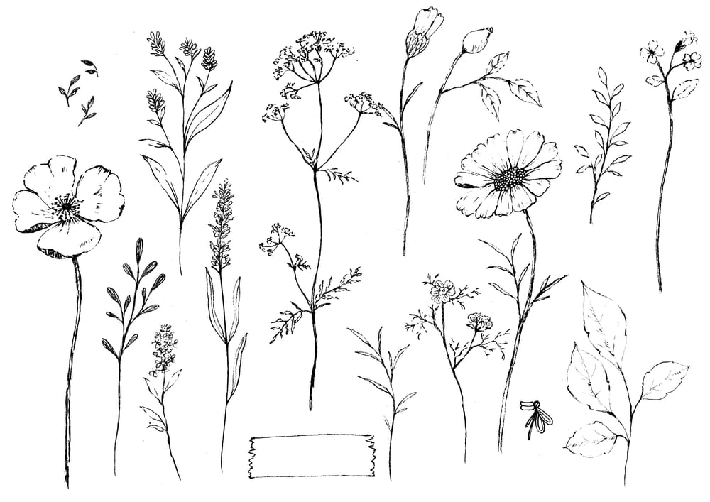 Pencil sketch botanicals - image 3 - student project