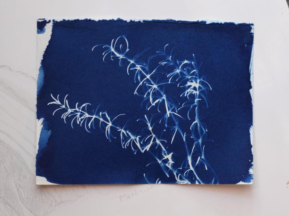 wild fern, a weed, and wild rosemary - image 2 - student project