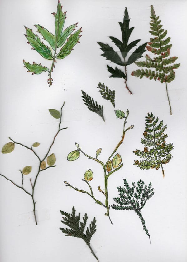 Leaves from Nature Study - image 1 - student project