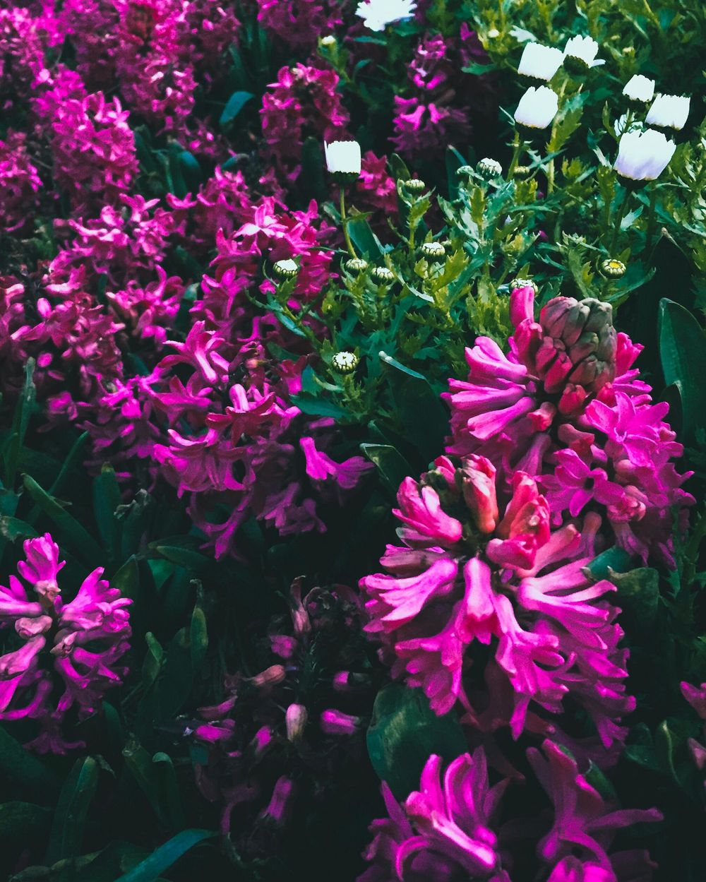 IPhone Photo Editing - image 2 - student project